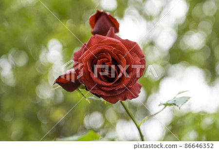 Red rose 3 Red rose 3 86646352
