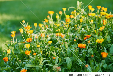 Flower bed with calendula flowers on sunny day Flower bed with calendula flowers on sunny day 86646425