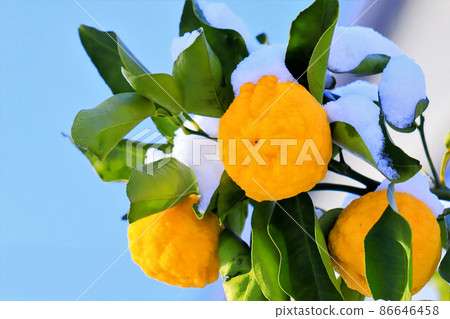 Blue sky, snow and yuzu fruit 86646458