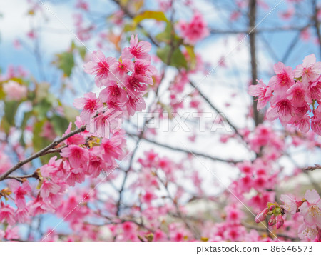 公園裡的冷猩紅色櫻花 86646573