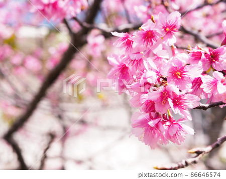公園裡的冷猩紅色櫻花 86646574
