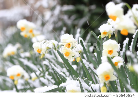 白雪皚皚的日本水仙花 86646654