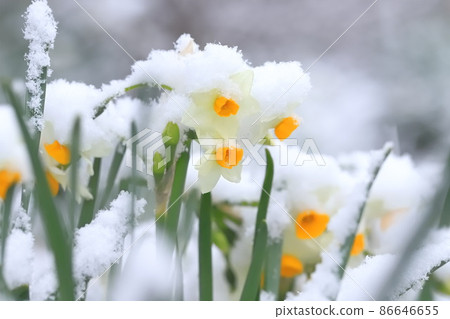 白雪皚皚的日本水仙花 86646655