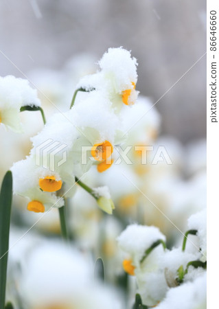 白雪皚皚的日本水仙花 86646660