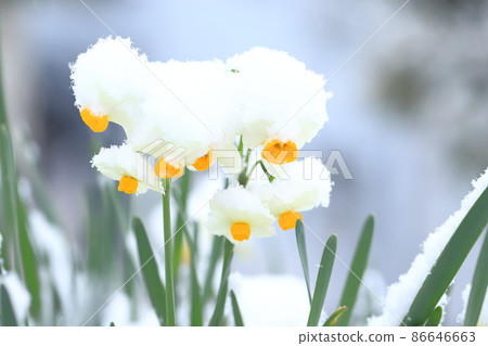 Snow-capped Japanese daffodils Snow-capped Japanese daffodils 86646663
