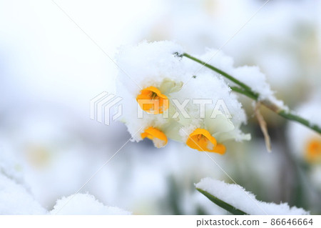Snow-capped Japanese daffodils Snow-capped Japanese daffodils 86646664