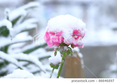 Snow-capped geranium flowers 86646897