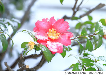 Snow-capped sasanqua flowers 86646961