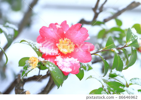 Snow-capped sasanqua flowers 86646962