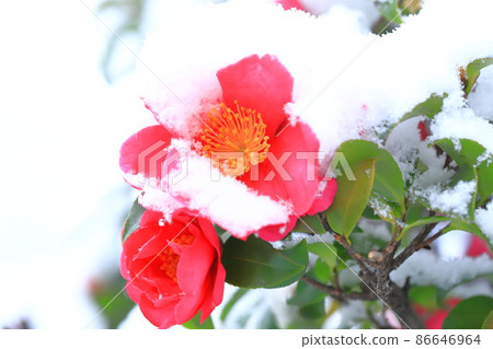 Snow-capped sasanqua flowers 86646964