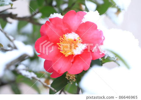 Snow-capped sasanqua flowers 86646965
