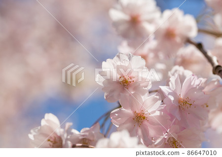Cherry blossoms flower up Cherry blossoms flower up 86647010
