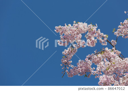 Deep blue sky and cherry blossoms Deep blue sky and cherry blossoms 86647012