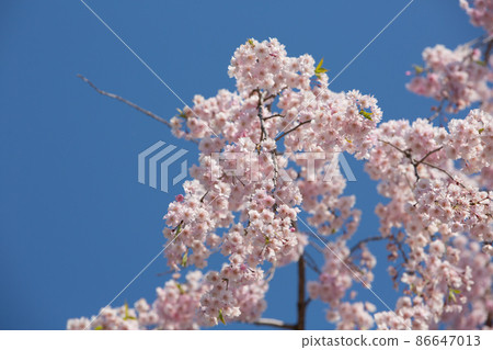 The tip of the blue sky and the branches of cherry blossoms The tip of the blue sky and the branches of cherry blossoms 86647013