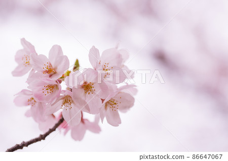 Baby pink cherry blossoms up Baby pink cherry blossoms up 86647067