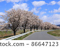 Scenery of a row of cherry blossom trees in Katsuragobuchi, a farm road on Kojima, Toyomamachi, Tome City, Miyagi Prefecture 86647123