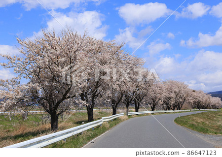 宮城縣東美市豐町小島農道桂子淵一排櫻花樹的風景 86647123