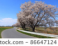 Scenery of a row of cherry blossom trees in Katsuragobuchi, a farm road on Kojima, Toyomamachi, Tome City, Miyagi Prefecture 86647124