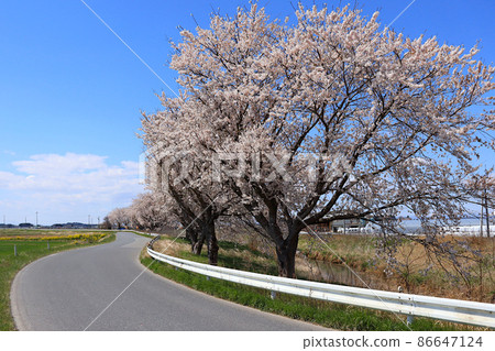 宮城縣東美市豐町小島農道桂子淵一排櫻花樹的風景 86647124