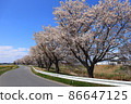 Scenery of a row of cherry blossom trees in Katsuragobuchi, a farm road on Kojima, Toyomamachi, Tome City, Miyagi Prefecture 86647125