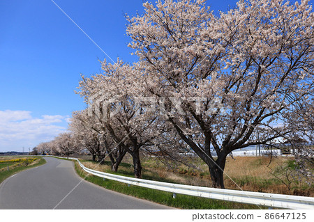 宮城縣東美市豐町小島農道桂子淵一排櫻花樹的風景 宮城縣東美市豐町小島農道桂子淵一排櫻花樹的風景 86647125