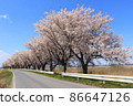 Scenery of a row of cherry blossom trees in Katsuragobuchi, a farm road on Kojima, Toyomamachi, Tome City, Miyagi Prefecture 86647126