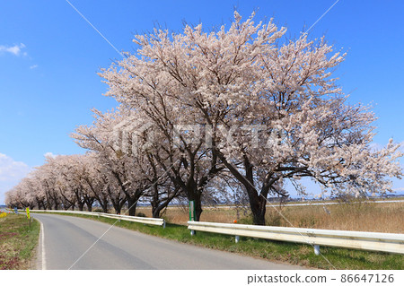 宮城縣東美市豐町小島農道桂子淵一排櫻花樹的風景 宮城縣東美市豐町小島農道桂子淵一排櫻花樹的風景 86647126
