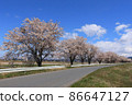 Scenery of a row of cherry blossom trees in Katsuragobuchi, a farm road on Kojima, Toyomamachi, Tome City, Miyagi Prefecture 86647127