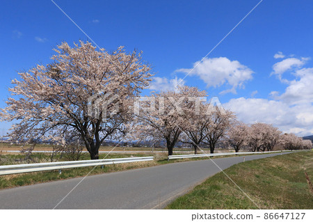 宮城縣東美市豐町小島農道桂子淵一排櫻花樹的風景 86647127