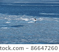 Sea of Okhotsk ice and birds in winter 2 86647260