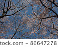 遮天蔽日的吉野櫻花樹 86647278