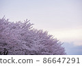 多雲的櫻花樹 86647291