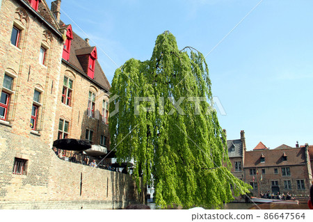 Willow tree that matches the medieval architecture of Bruges 86647564