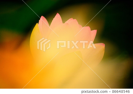 Hass Ancient Lotus Flower (Gyoda City, Saitama Prefecture) Hass Ancient Lotus Flower (Gyoda City, Saitama Prefecture) 86648546