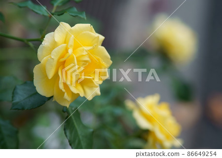Rose yellow 2 Rose yellow 2 86649254