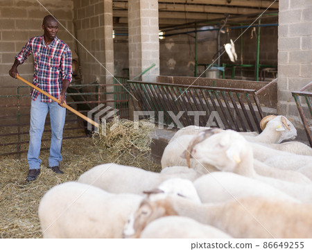 African american male proffesional farmer feeds sheeps with hay 86649255