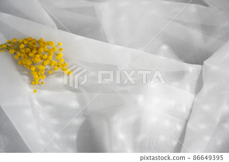 春天花朵的含羞草早晨在窗邊,陽光透過生活方式風景室內 春天花朵的含羞草早晨在窗邊,陽光透過生活方式風景室內 86649395