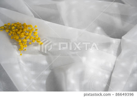 春天花朵的含羞草早晨在窗邊，陽光透過生活方式風景室內 86649396