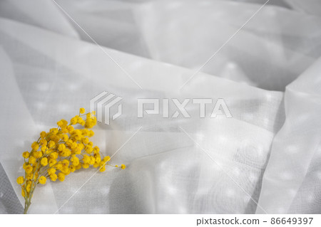 春天花朵的含羞草早晨在窗邊,陽光透過生活方式風景室內 春天花朵的含羞草早晨在窗邊,陽光透過生活方式風景室內 86649397