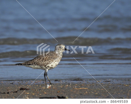 水邊灰鴴 86649589