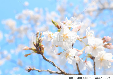 Japanese spring cherry blossoms Japanese spring cherry blossoms 86650296