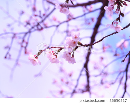 Landscape with a cherry blossom in full bloom Landscape with a cherry blossom in full bloom 86650317