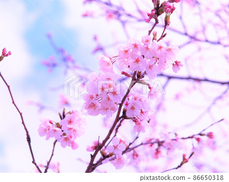 Landscape with a cherry blossom in full bloom Landscape with a cherry blossom in full bloom 86650318