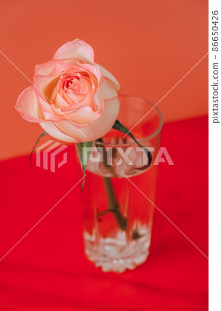 Drinking glass with pink rose on pink red background. Minimal composition. Abstract art idea. Romantic pastel pink Valentine's Day composition rose flower. Modern aesthetic. Drinking glass with pink rose on pink red background. Minimal composition. Abstract art idea. Romantic pastel pink Valentine's Day composition rose flower. Modern aesthetic. 86650426