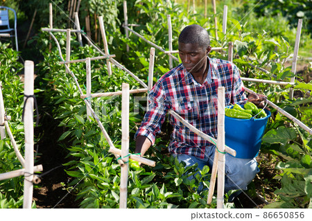 Positive african male farmer picking carefully bell peppers in bucket on plantation 86650856