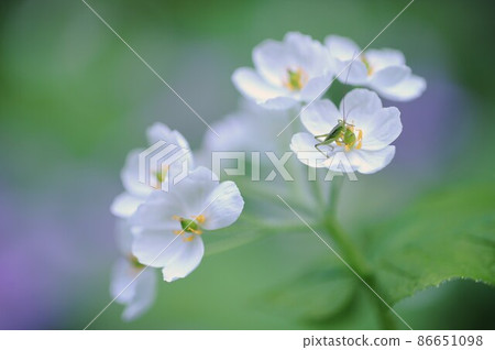 骷髏花③小蘗科 骷髏花③小蘗科 86651098