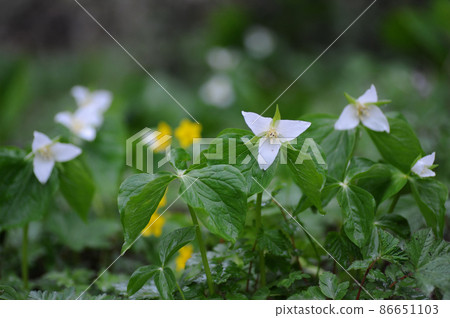 延齡草 ② 蜀葵 86651103