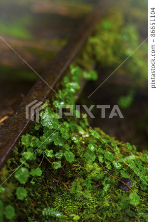 台灣，太平山，見晴古道，菁苔，澄んだ日差しの古代の道、緑の苔を見てください、Taiwan, 86651104