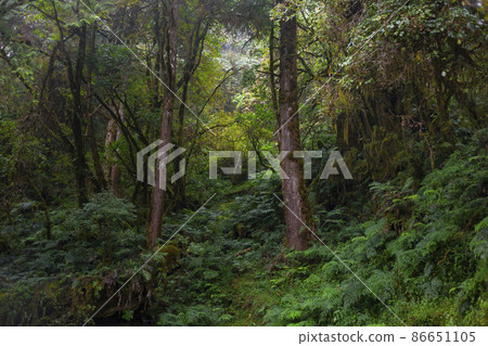 台灣，太平山，見晴古道，菁苔，澄んだ日差しの古代の道、緑の苔を見てください、Taiwan, 86651105