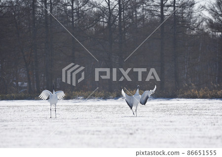 A flock of red-crowned cranes flying to the feeding area (Tsurui, Hokkaido) A flock of red-crowned cranes flying to the feeding area (Tsurui, Hokkaido) 86651555